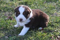Rhett, a male Australian Shepherd for sale in Kansas, OK – Photo 1 of 2