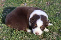 Rhett, a male Australian Shepherd for sale in Kansas, OK – Photo 2 of 2