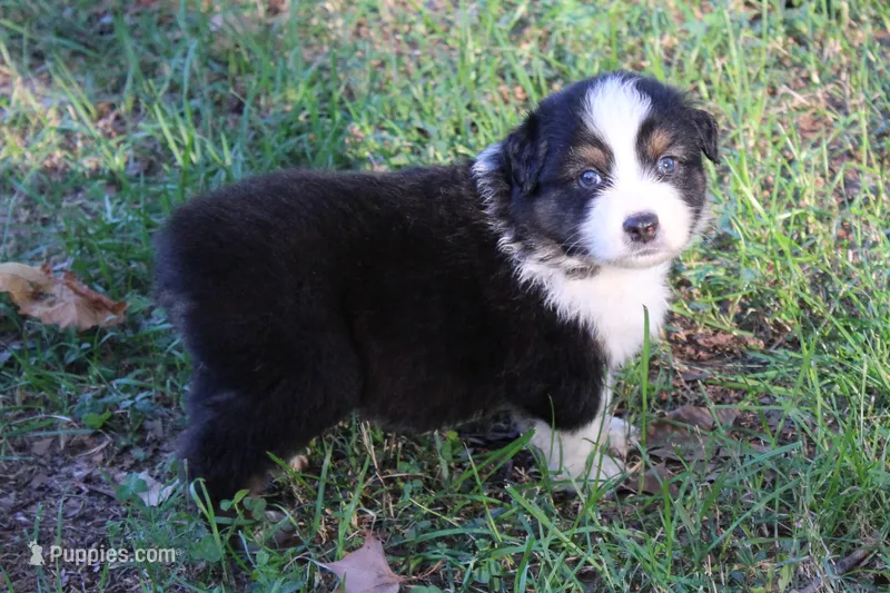Scottsdale – Australian Shepherd puppy for sale in Kansas, OK