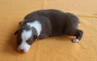 Sedona, a female Australian Shepherd for sale in Kansas, OK – 2 of 2