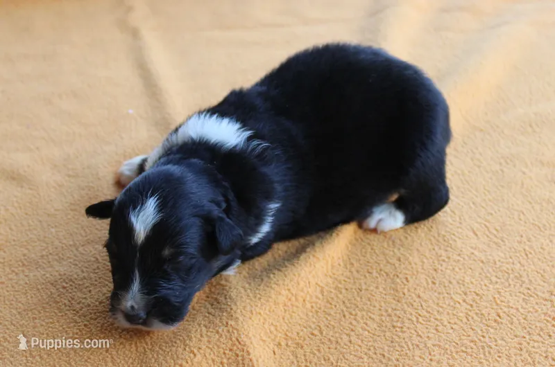 Chandler – Australian Shepherd puppy for sale in Kansas, OK