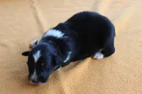 Chandler, a male Australian Shepherd for sale in Kansas, OK – 1 of 2