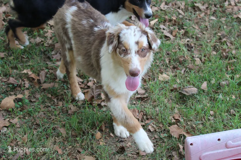 Celina – Australian Shepherd puppy for sale in Kansas, OK