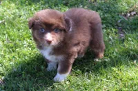 Tessa, a female Australian Shepherd for sale in Kansas, OK – Photo 2 of 2