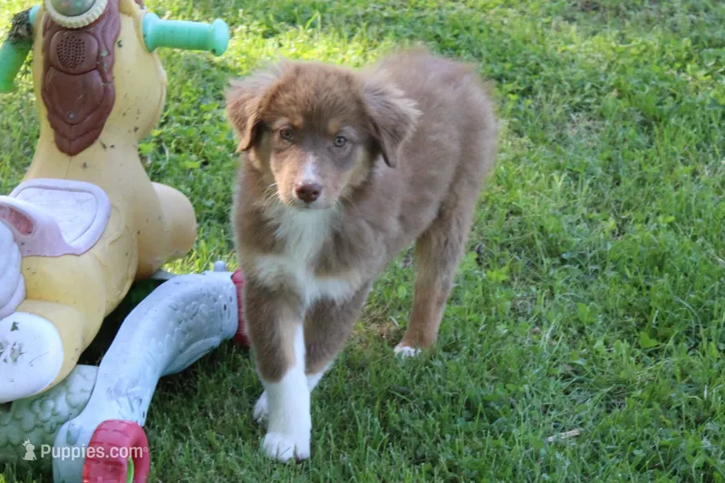 Tessa – Australian Shepherd puppy for sale in Kansas, OK