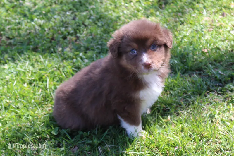 Tessa – Australian Shepherd puppy for sale in Kansas, OK