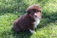 Tessa, a female Australian Shepherd for sale in Kansas, OK – Photo 1 of 2