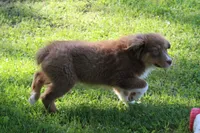 Tessa, a female Australian Shepherd for sale in Kansas, OK – 4 of 6