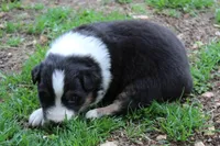 Simon, a male Australian Shepherd for sale in Kansas, OK – Photo 2 of 2