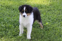 Simon, a male Australian Shepherd for sale in Kansas, OK – 4 of 8
