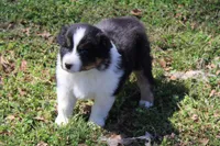Simon, a male Australian Shepherd for sale in Kansas, OK – Photo 2 of 4