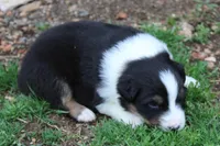 Simon, a male Australian Shepherd for sale in Kansas, OK – Photo 1 of 2