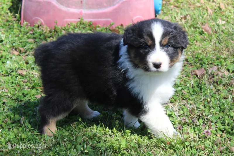 Simon – Australian Shepherd puppy for sale in Kansas, OK