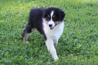 Simon, a male Australian Shepherd for sale in Kansas, OK – 3 of 8