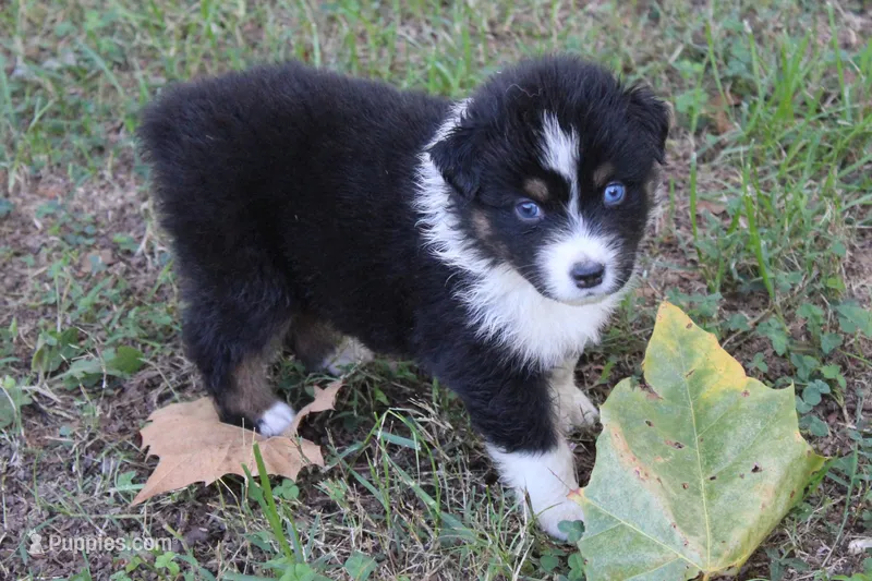Tuscan – Australian Shepherd puppy for sale in Kansas, OK