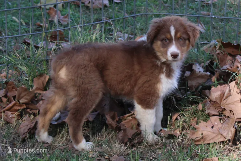 Madison – Australian Shepherd puppy for sale in Kansas, OK