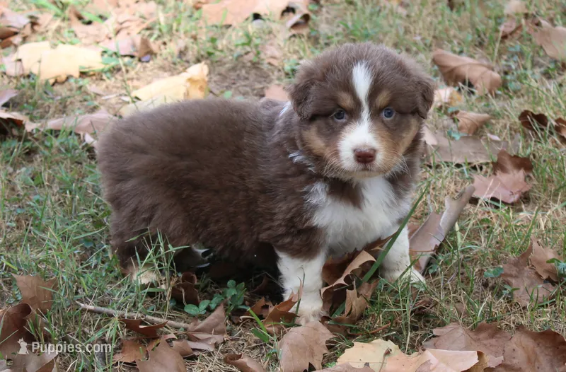 Madison – Australian Shepherd puppy for sale in Kansas, OK