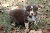 Madison, a female Australian Shepherd for sale in Kansas, OK – 1 of 2