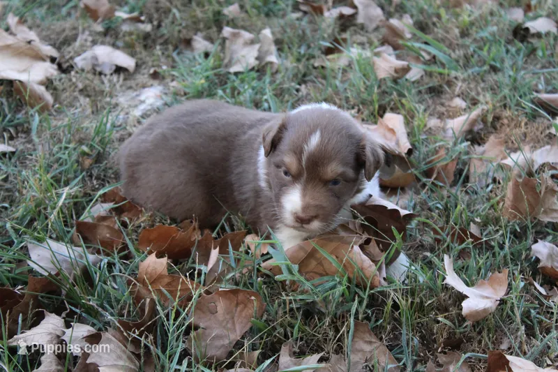 Jay – Australian Shepherd puppy for sale in Kansas, OK