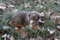 Jay, a male Australian Shepherd for sale in Kansas, OK – 1 of 2