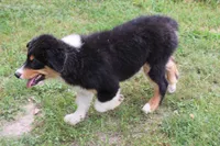 Dallas, a male Australian Shepherd for sale in Kansas, OK – 2 of 2