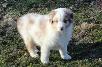 Otis, a male Australian Shepherd for sale in Kansas, OK – Photo 3 of 6