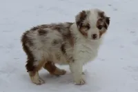 Otis, a male Australian Shepherd for sale in Kansas, OK – Photo 5 of 6