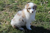 Otis, a male Australian Shepherd for sale in Kansas, OK – Photo 1 of 6