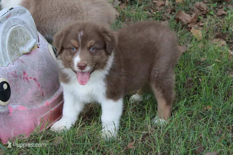 Jay – Australian Shepherd puppy for sale in Kansas, OK