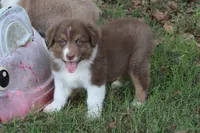 Jay, a male Australian Shepherd for sale in Kansas, OK – 1 of 6