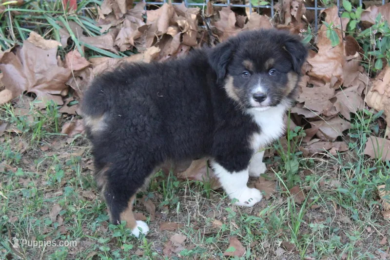 Norman – Australian Shepherd puppy for sale in Kansas, OK