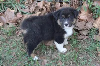 Norman, a male Australian Shepherd for sale in Kansas, OK – 1 of 6