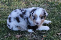 Ryker, a male Australian Shepherd for sale in Kansas, OK – Photo 1 of 2