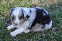 Ryker, a male Australian Shepherd for sale in Kansas, OK – Photo 2 of 2