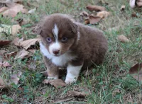 Auburn, a female Australian Shepherd for sale in Kansas, OK – 2 of 2