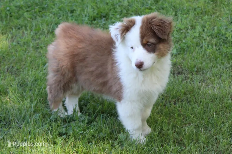 Skylar – Australian Shepherd puppy for sale in Kansas, OK