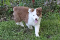 Skylar, a female Australian Shepherd for sale in Kansas, OK – 2 of 4