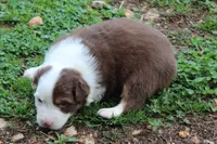 Skylar, a female Australian Shepherd for sale in Kansas, OK – Photo 2 of 2