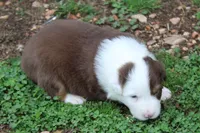Skylar, a female Australian Shepherd for sale in Kansas, OK – Photo 1 of 2