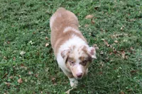 Celina, a female Australian Shepherd for sale in Kansas, OK – 2 of 2