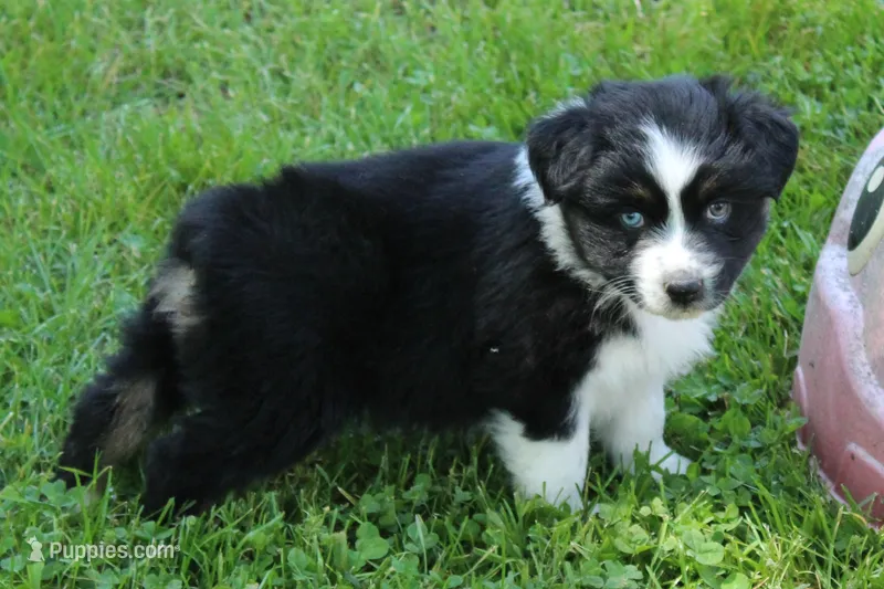 Wren – Australian Shepherd puppy for sale in Kansas, OK