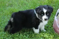 Wren, a female Australian Shepherd for sale in Kansas, OK – 1 of 4