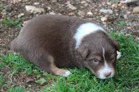 Sawyer, a male Australian Shepherd for sale in Kansas, OK – Photo 1 of 2