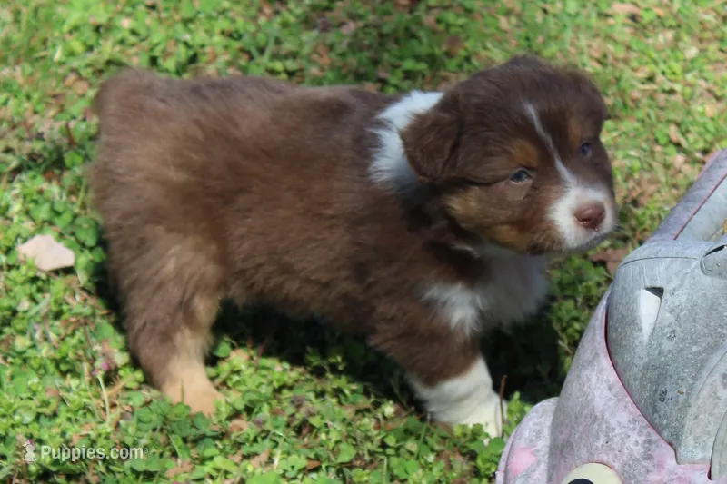 Sawyer – Australian Shepherd puppy for sale in Kansas, OK