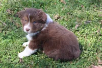 Sawyer, a male Australian Shepherd for sale in Kansas, OK – Photo 2 of 4