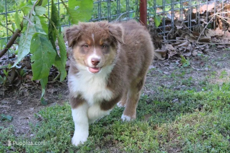 Sawyer – Australian Shepherd puppy for sale in Kansas, OK
