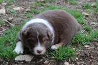 Sawyer, a male Australian Shepherd for sale in Kansas, OK – Photo 2 of 2