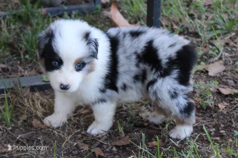 Gilbert – Australian Shepherd puppy for sale in Kansas, OK