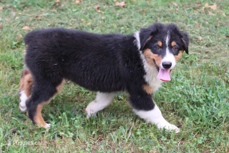 Palmer – Australian Shepherd puppy for sale in Kansas, OK