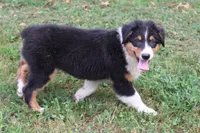Palmer, a male Australian Shepherd for sale in Kansas, OK – 1 of 2